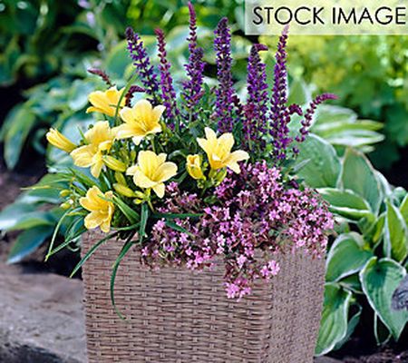 Van Zyverden Patio Sun Garden Kit With Decor Ra ttan Planter