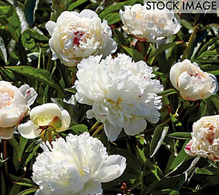 Van Zyverden Peonies Festiva Maxima, Set of 3 R oots