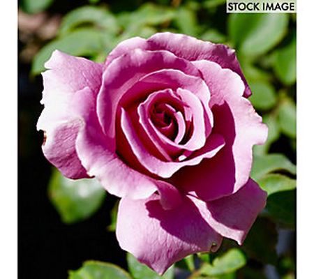 Van Zyverden Roses Angel Face 1 Root Stock
