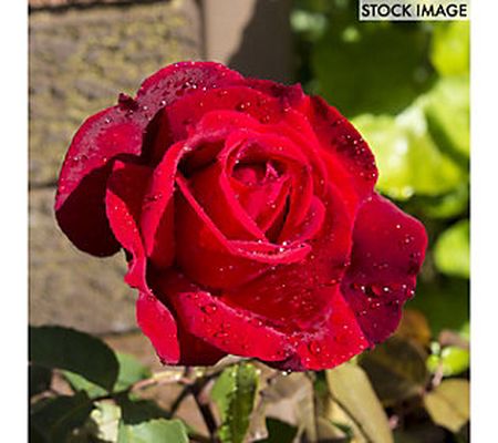 Van Zyverden Roses Chrysler Imperial 1 Root Sto ck