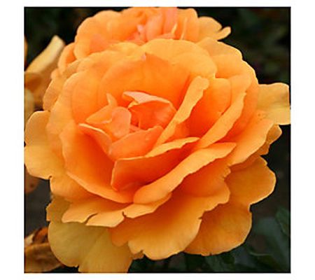 Van Zyverden Roses South AfricaSunbelt 1 Root Stock