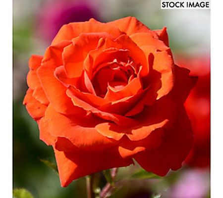 Van Zyverden Roses Tropicana 1 Root Stock