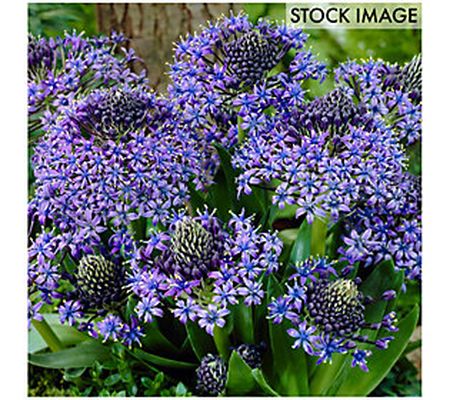 Van Zyverden Scilla Peruviana Set of 5 Bulbs