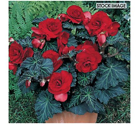Van Zyverden Specialty Begonias Bronze Leaf Red Set of 5