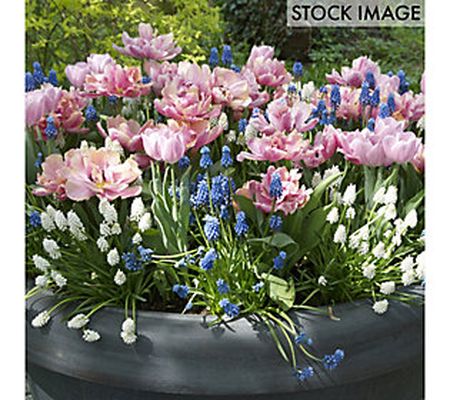 Van Zyverden Spring Bulb Garden Set of 50 bulbs