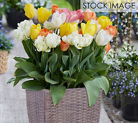 Van Zyverden Tulip Patio Planter Kit 15 bulbs