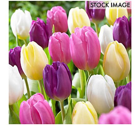 Van Zyverden Tulips Easter Basket Mixture Set o f 15 bulbs