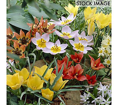 Van Zyverden Tulips Little Treasures Collection 50 bulbs