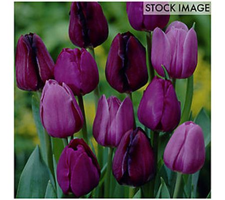 Van Zyverden Tulips Non-Stop Purple Blend Set o f 25 Bulbs