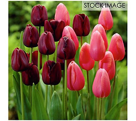 Van Zyverden Tulips Park Avenue Blend Set of 15 bulbs