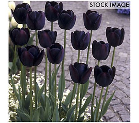 Van Zyverden Tulips Queen Of Night Set of 25 Bu lbs