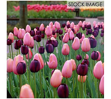 Van Zyverden Tulips Rodeo Blend Set of 15 bulbs