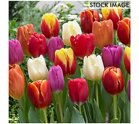 Van Zyverden Tulips Triumph Mixture Set of 25 B ulbs