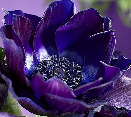 Van Zyverden Wind Flowers Anemones Darkest Blue 10 Bulbs