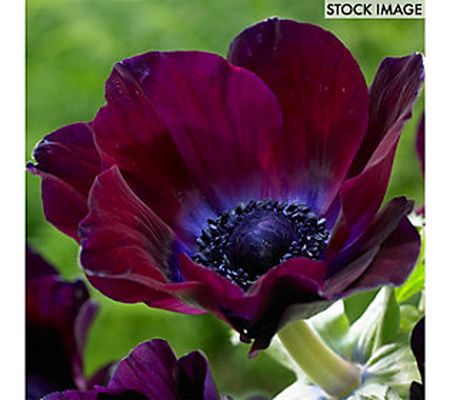 Van Zyverden Wind Flowers Anemones Meron Bordea ux 25 Bulbs