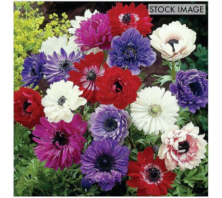 Van Zyverden Wind Flowers Anemones St. Brigid M ix 25 Bulbs