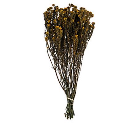 Vickerman 16"-22" Orchid Cotton Phylica