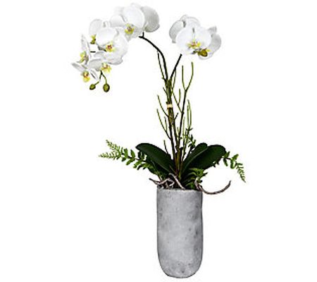 Vickerman 17" White Yellow Orchid In Glass Pot