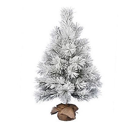 Vickerman 36" Frosted Beckett Pine Tree