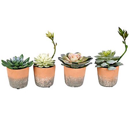 Vickerman Set of 4 Assorted 7" Potted Succulent s
